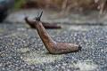 Slugs to blame for traffic light outages as slimy critters leave trail of traffic chaos