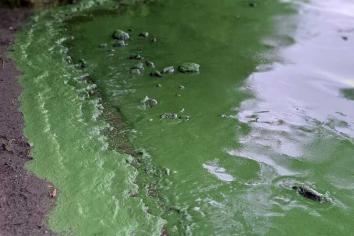 Declassified documents reveal Stormont knew about plight of Lough Neagh - and did nothing