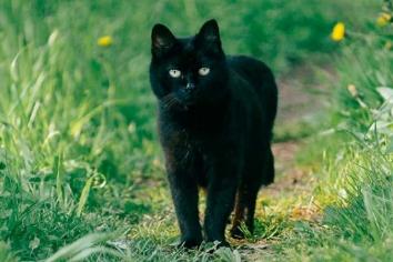 Old Antrim superstitions in the dock!