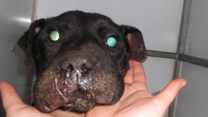 Ten-year ban for dog owner's 'wilful neglect'