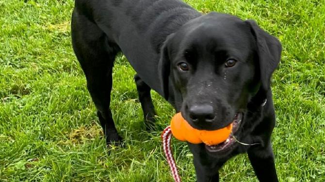 'Seeing Dog' Georgie has given an Antrim woman a new leash of life