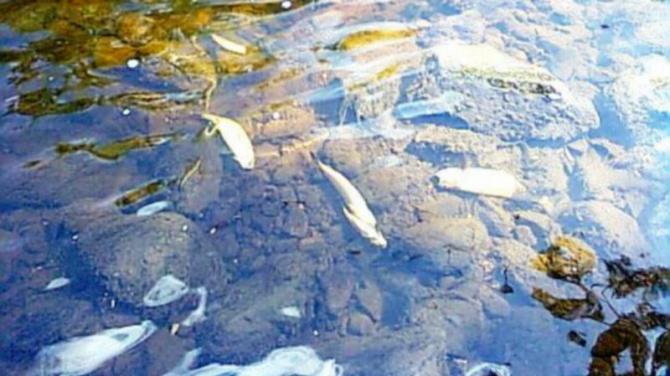 Slurry concern over Crumlin fish kill