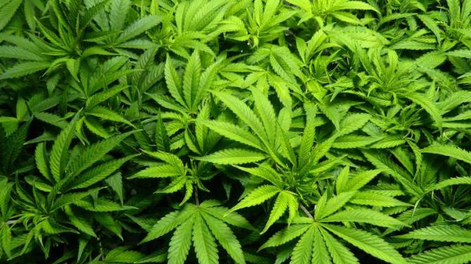 £1m of cannabis seized at industrial estate