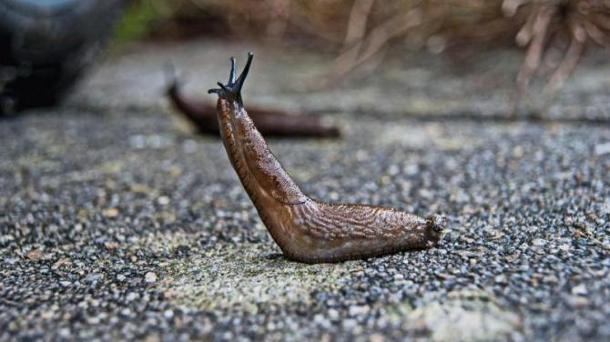 Slugs to blame for traffic light outages as slimy critters leave trail of traffic chaos