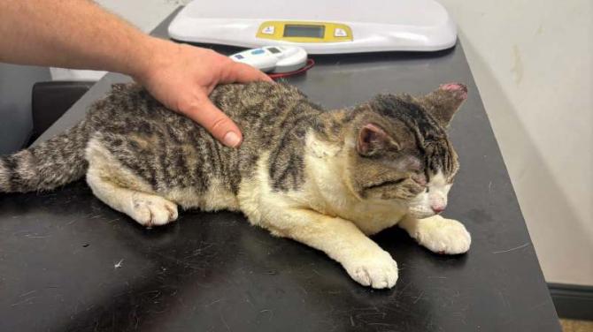 Cat rescued from burning carrier box