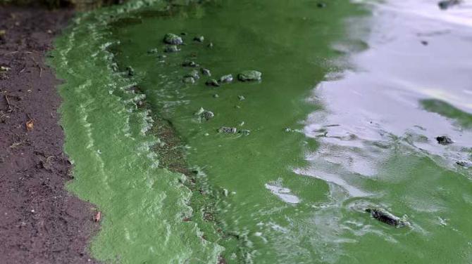 Declassified documents reveal Stormont knew about plight of Lough Neagh - and did nothing