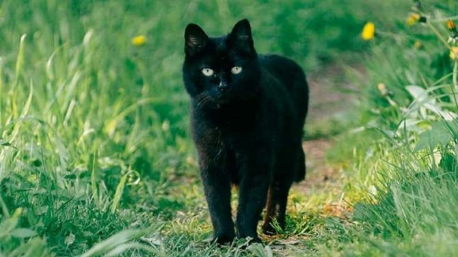 Old Antrim superstitions in the dock!