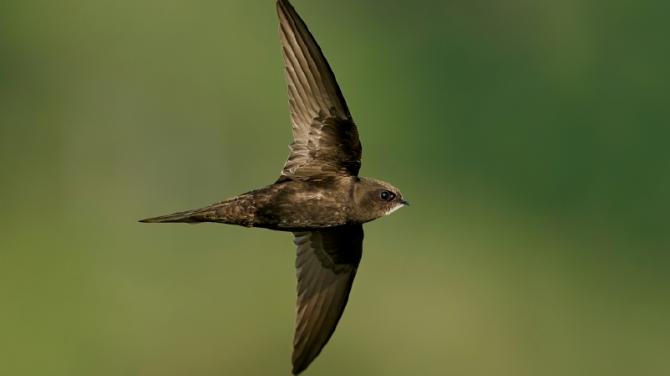 Homes for Swifts takes off!